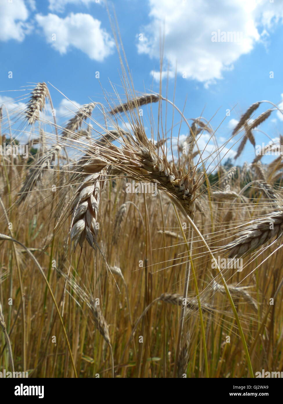 L'agriculture, champ de blé prêt pour la récolte Banque D'Images