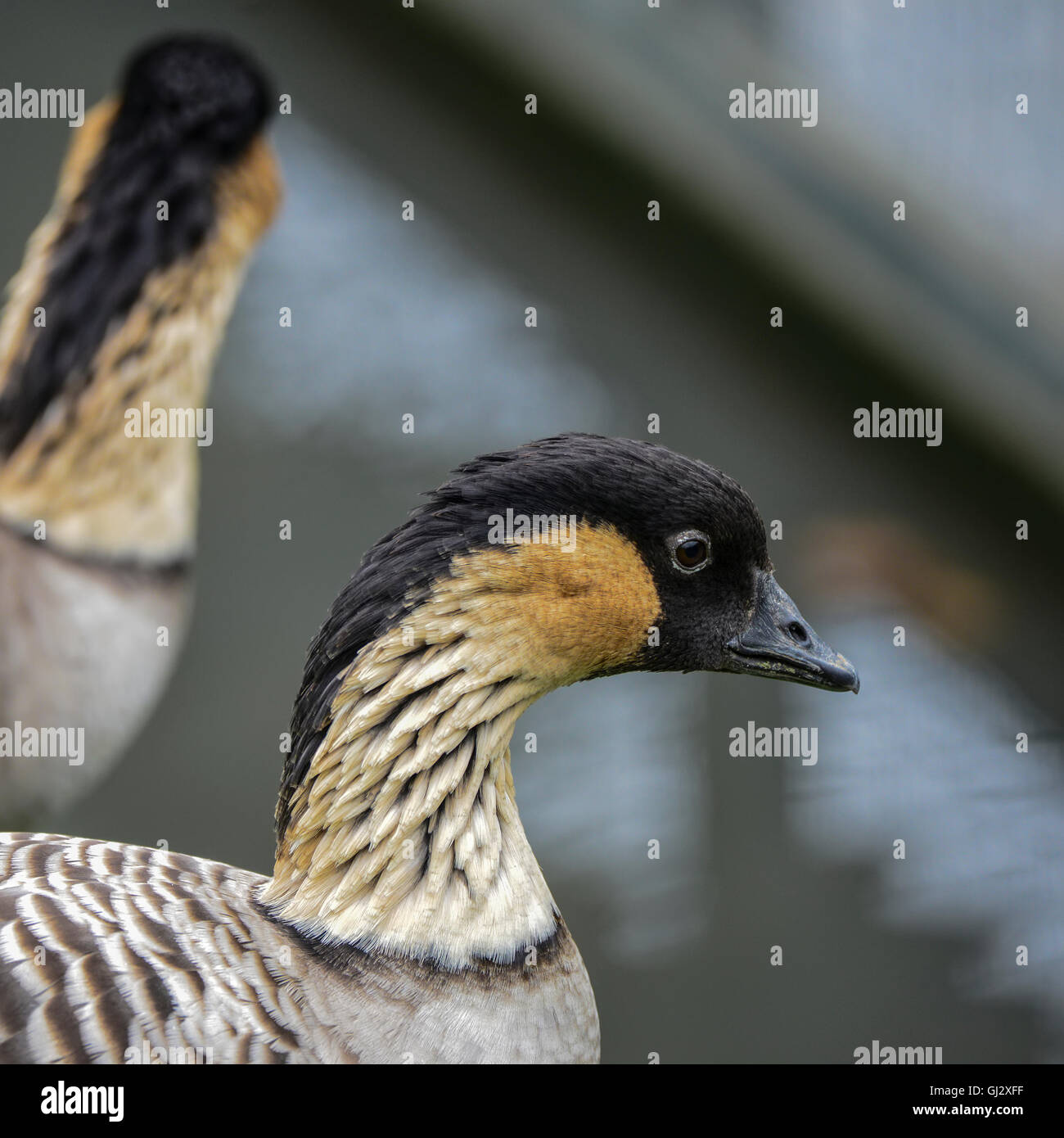 Portrait d'Hawaiian Goose Branta sandvicensis bird nene Banque D'Images