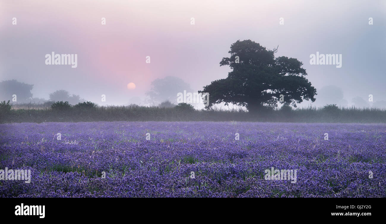 Superbe lever de soleil brumeux spectaculaire paysage sur champ de lavande dans la campagne anglaise Banque D'Images
