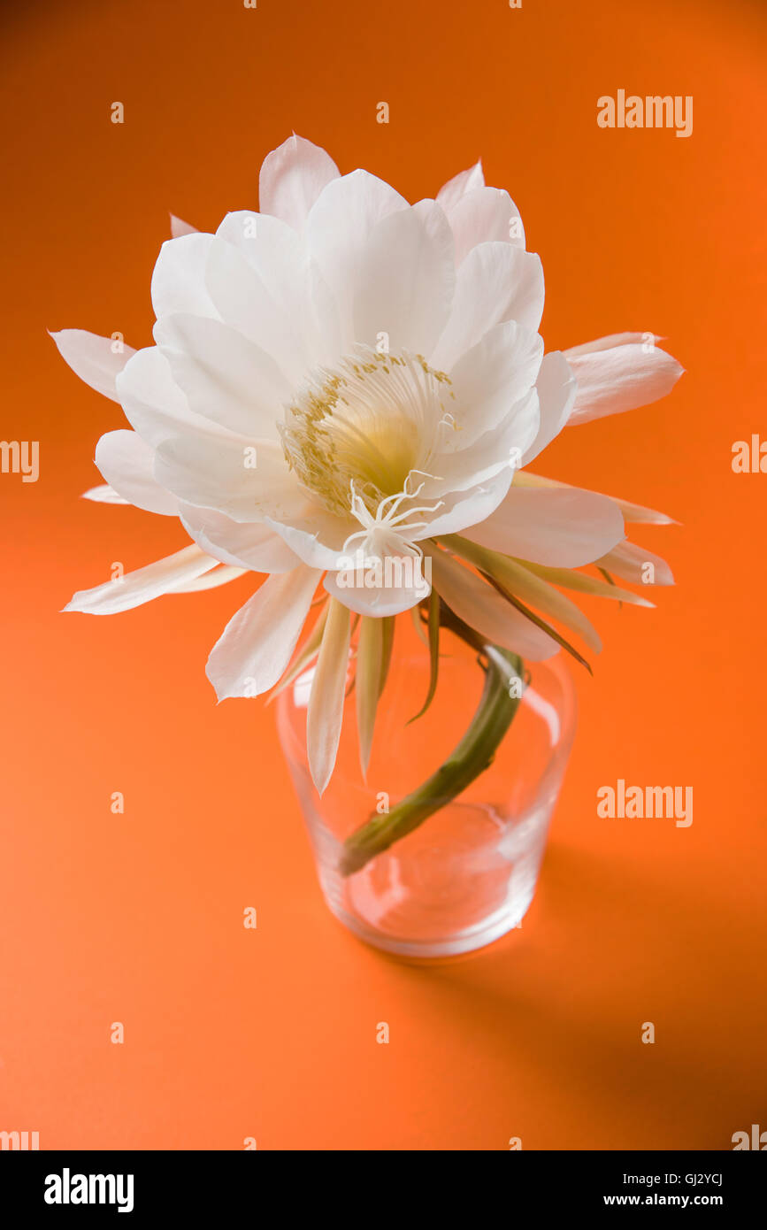 Saussurea obvallata / brahma kamal ou fleur de lotus blanc, il est originaire de l'Himalaya et l'Uttarakhand, Inde, isolé Banque D'Images