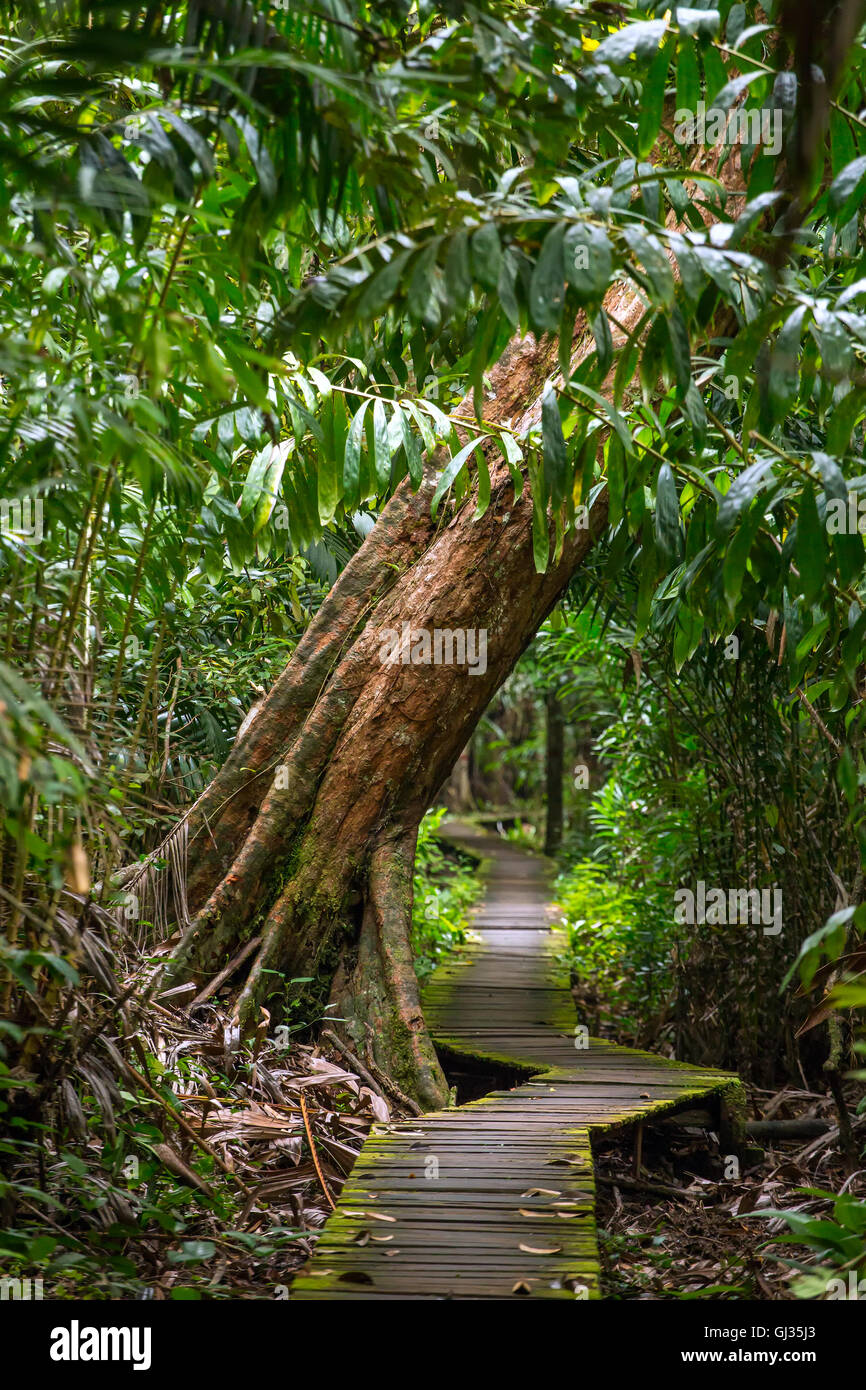 Sentier dans la forêt tropicale, parc national de Bako, Sarawak, Malaisie Banque D'Images