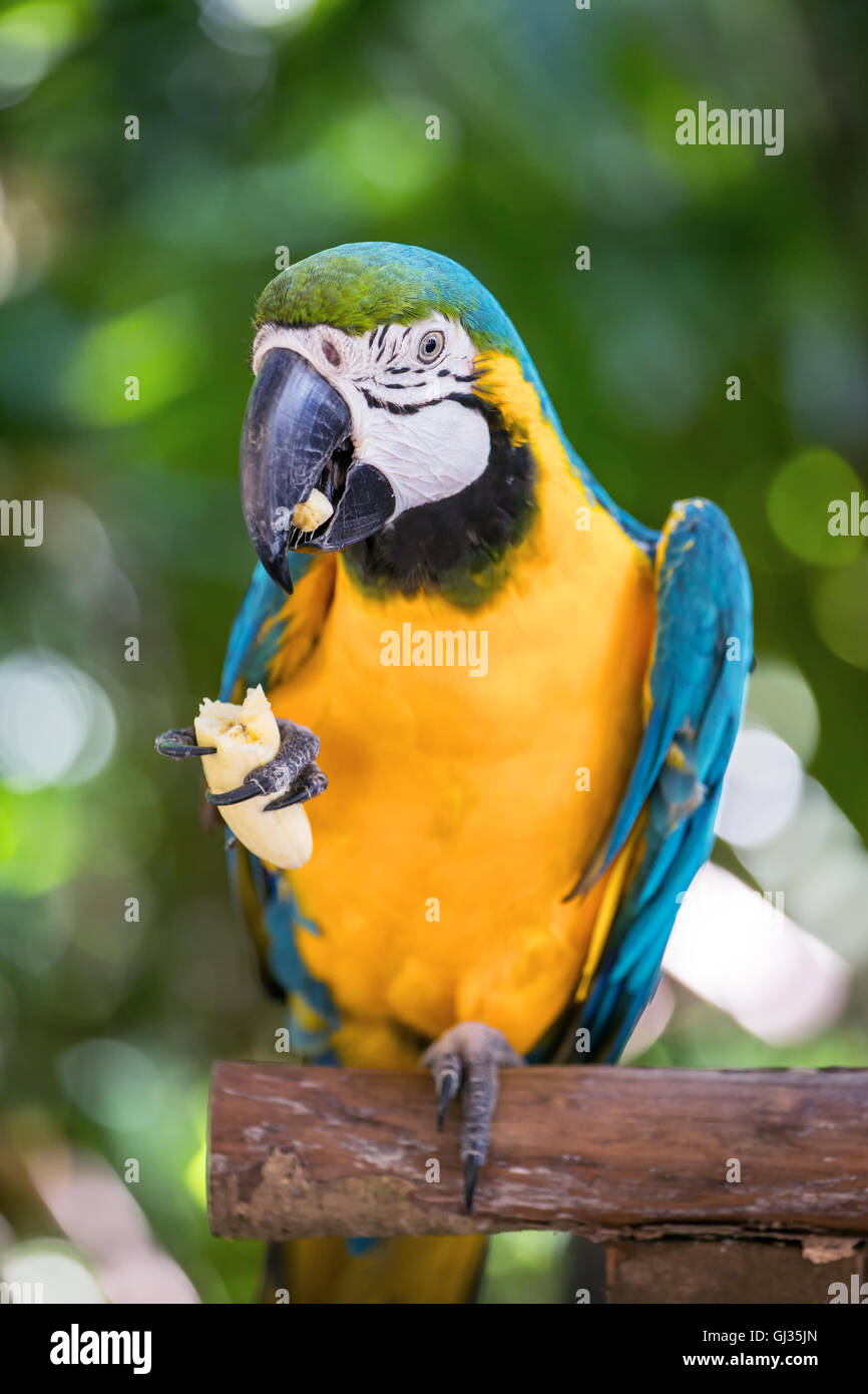 Perroquet Macaw eating banana Banque D'Images