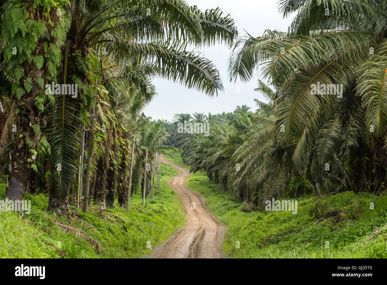 À vide, si l'huile de palme les plantations à Bornéo, Malaisie Banque D'Images