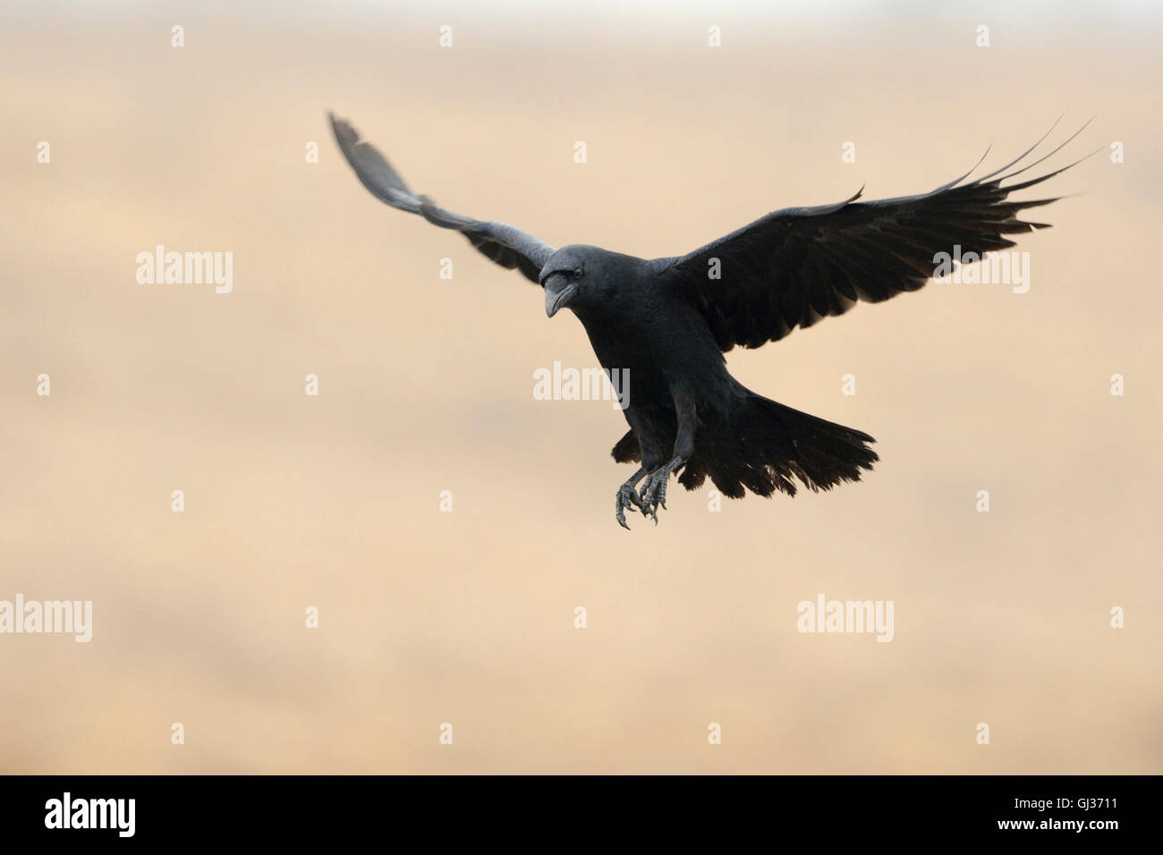 Grand Corbeau Corvus corax / Kolkrabe ( ) en vol avec ses ailes devant un arrière-plan coloré de nice. Banque D'Images
