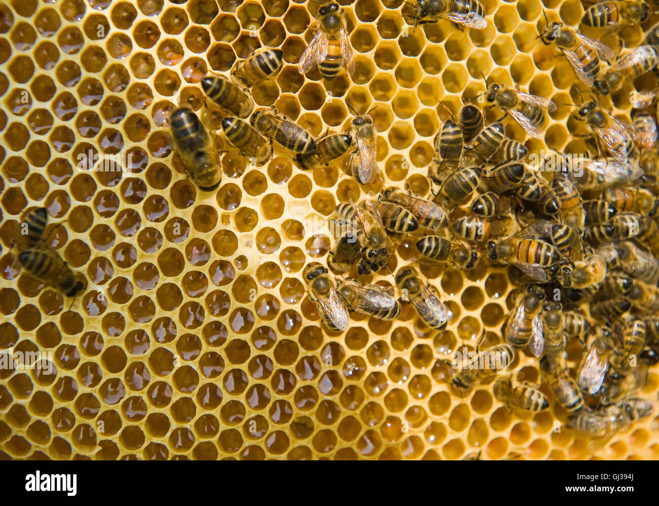 Les abeilles du miel sur nid d' Banque D'Images