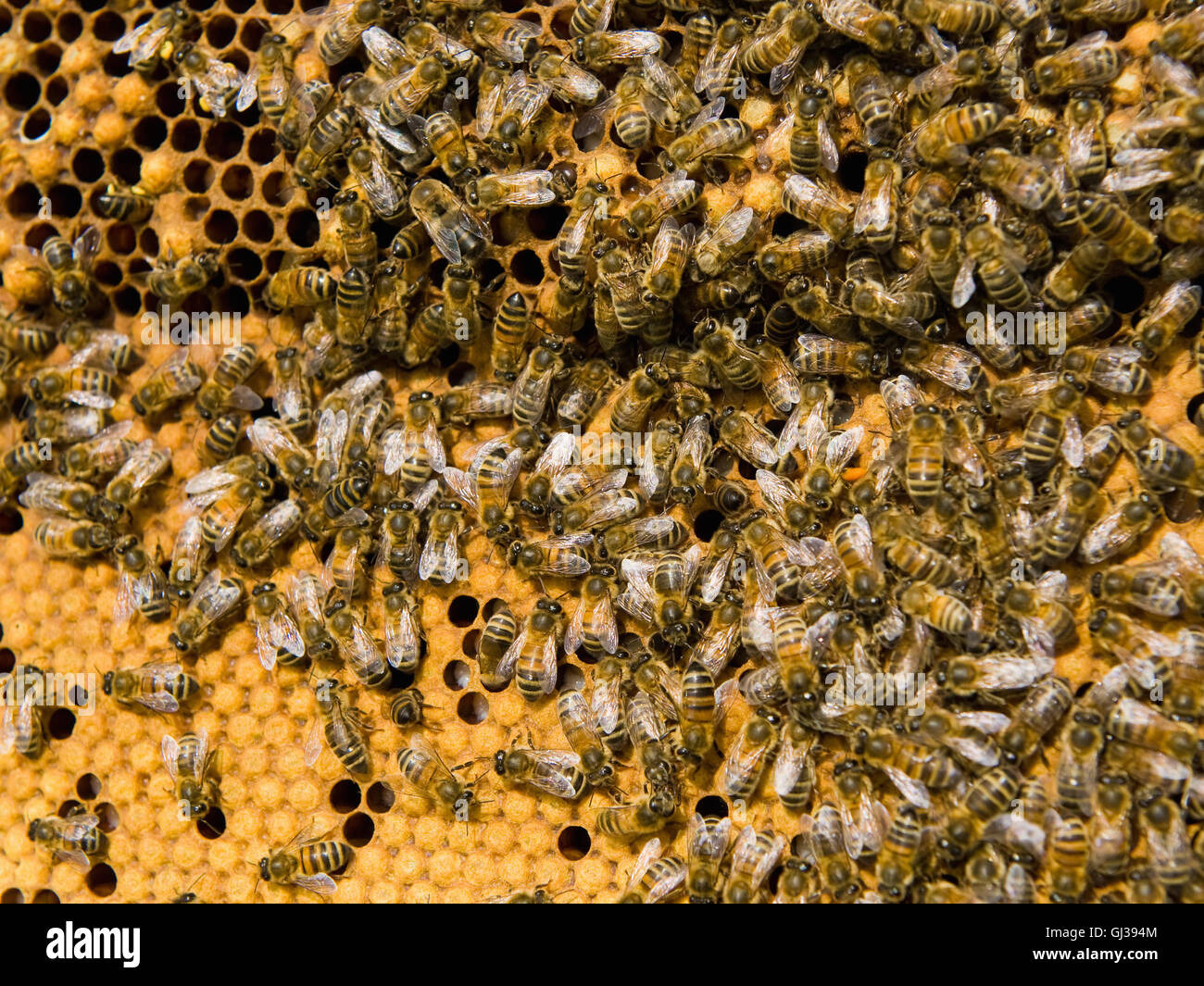 Les abeilles du miel sur nid d' Banque D'Images