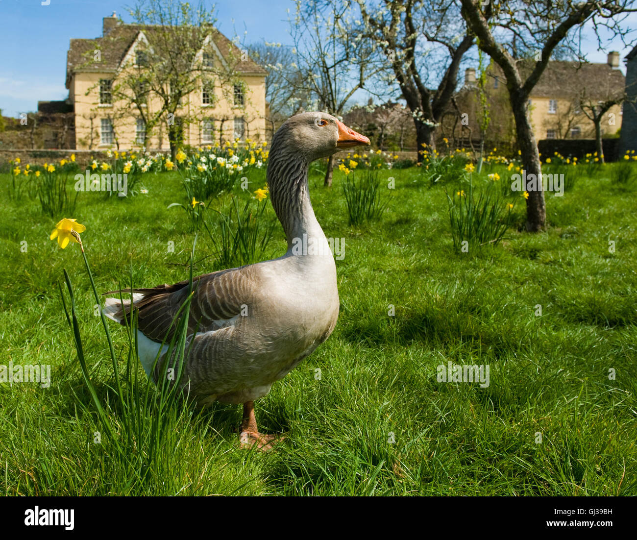 Portrait de goose en face de farmhouse Banque D'Images