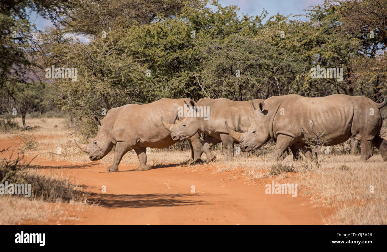 Trois rhinocéros blancs traversant une route dans le sud de la savane africaine Banque D'Images