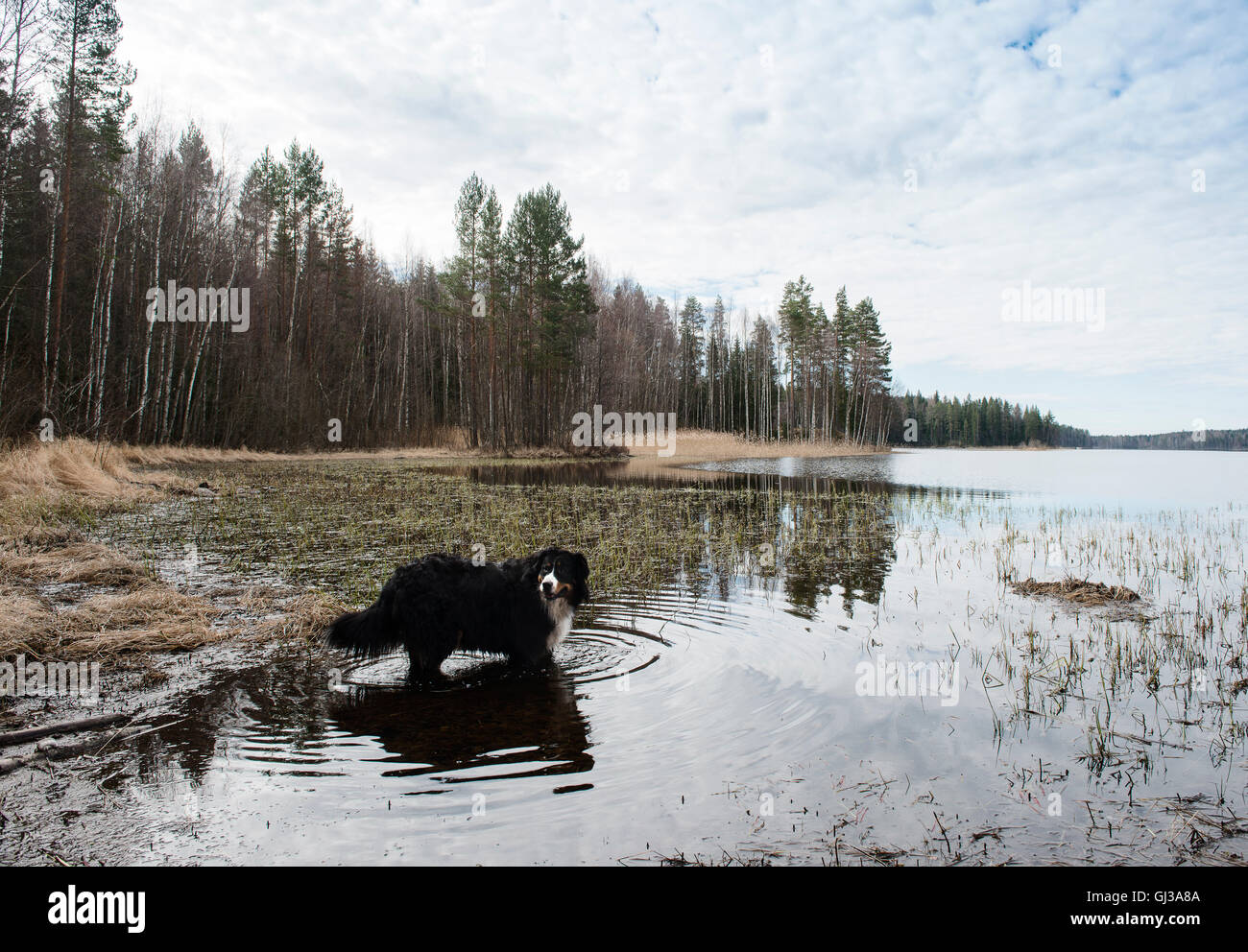 Portrait de bernois, debout dans le lac Orivesi, Finlande Banque D'Images Portrait de bernois, debout dans le lac Orivesi, Finlande Banque D'Images