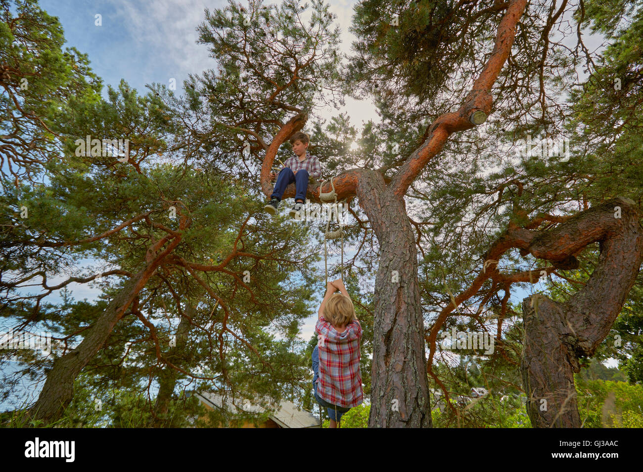 Jeune garçon assis dans un arbre, son ami échelle de corde d'escalade sur un arbre pour le rejoindre Banque D'Images