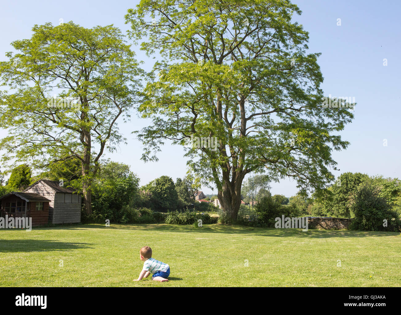 Baby Boy crawling on grass in garden Banque D'Images