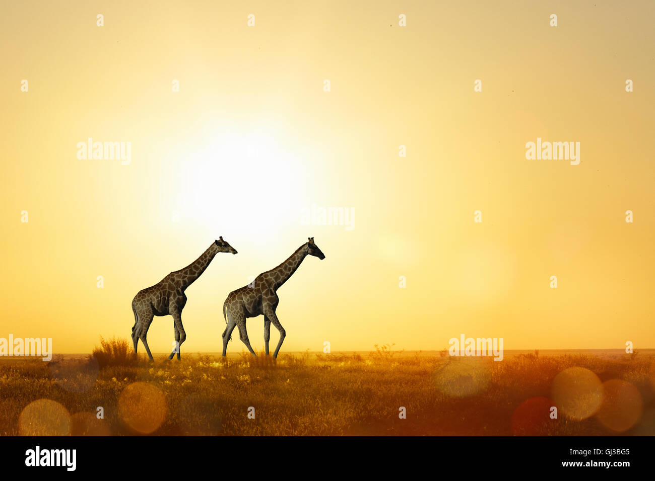 Les Girafes au coucher du soleil, Parc National d'Etosha, Namibie Banque D'Images