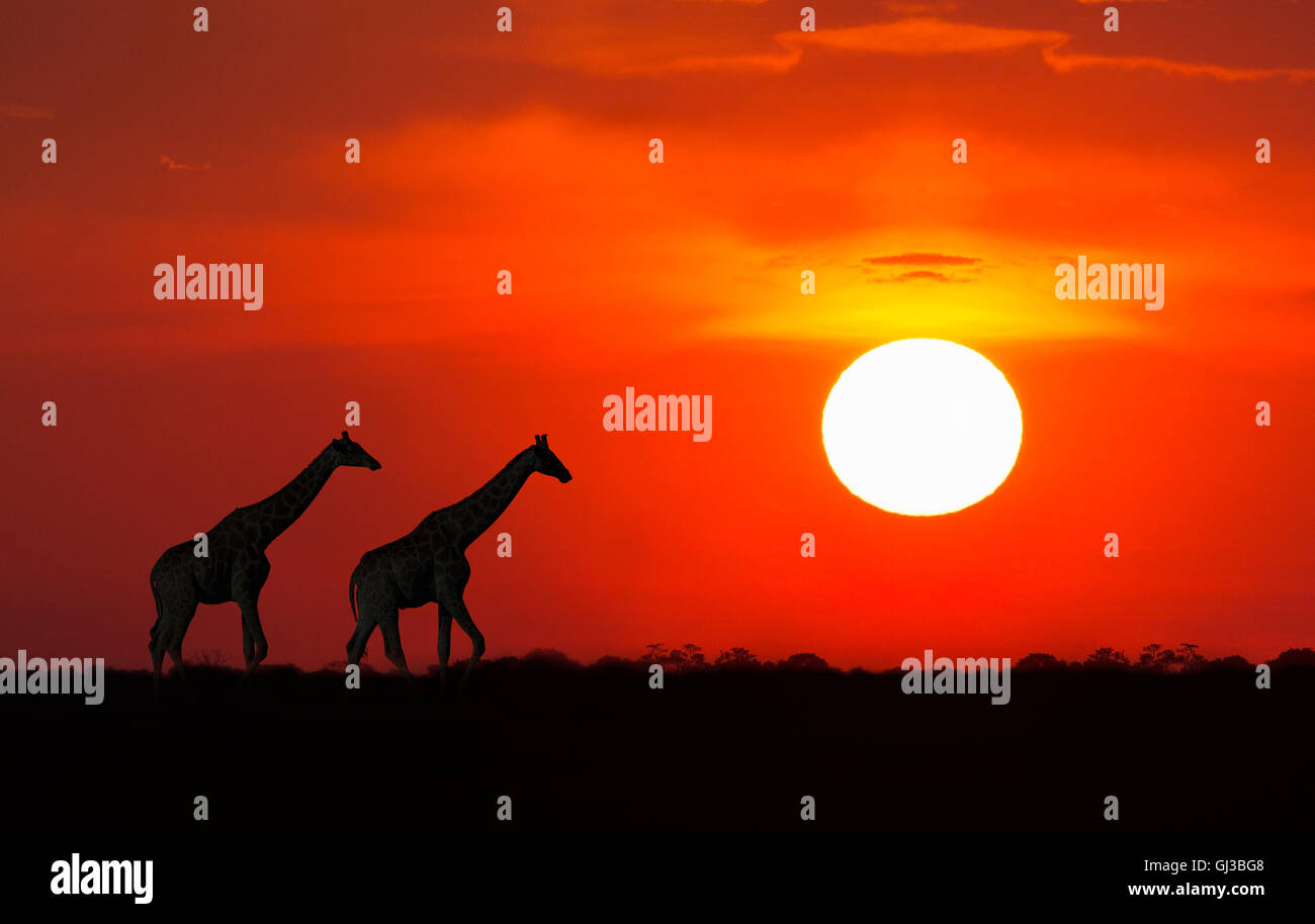 Les Girafes au coucher du soleil, Parc National d'Etosha, Namibie Banque D'Images