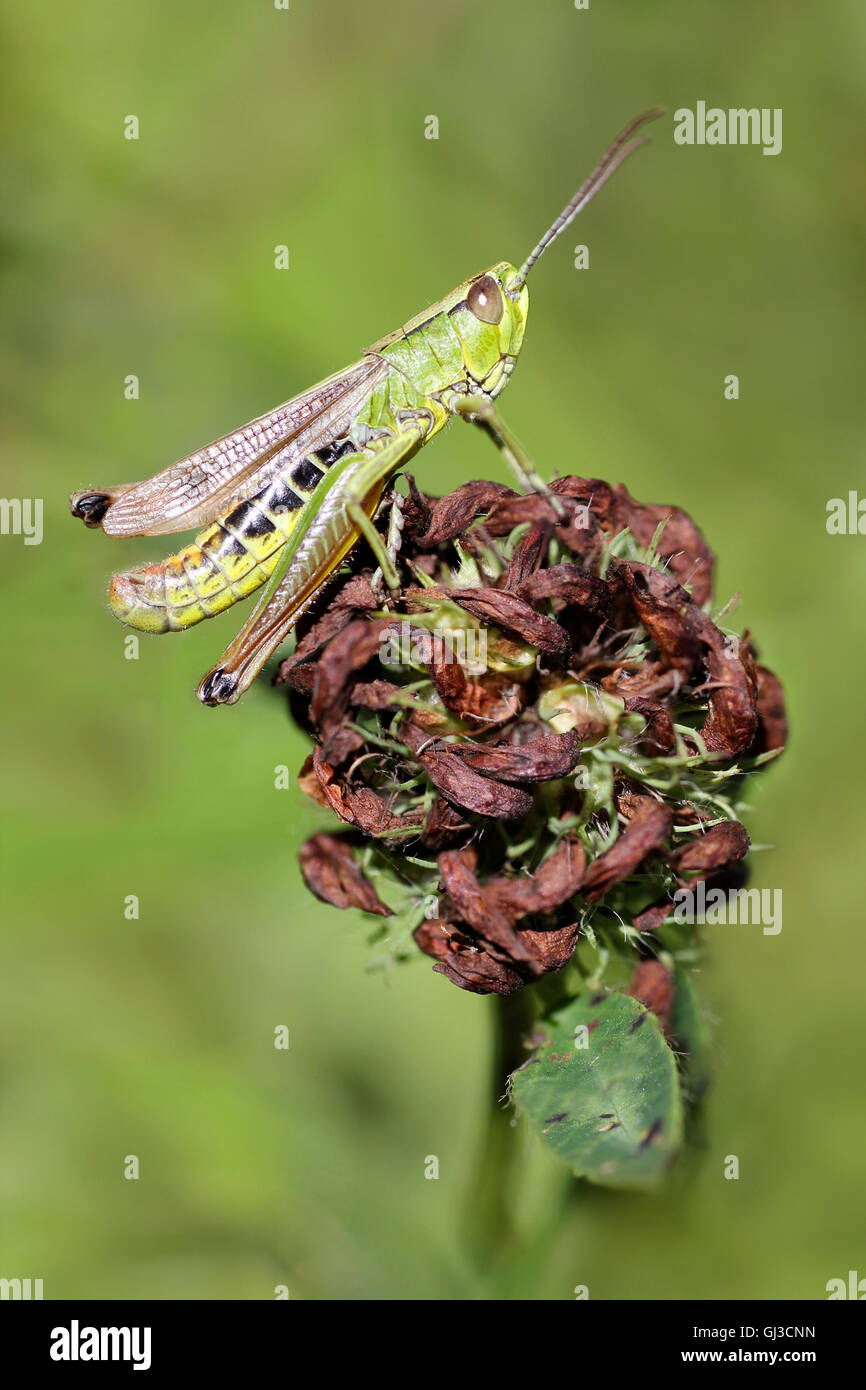 Chorthippus parallelus sauterelle Meadow Banque D'Images