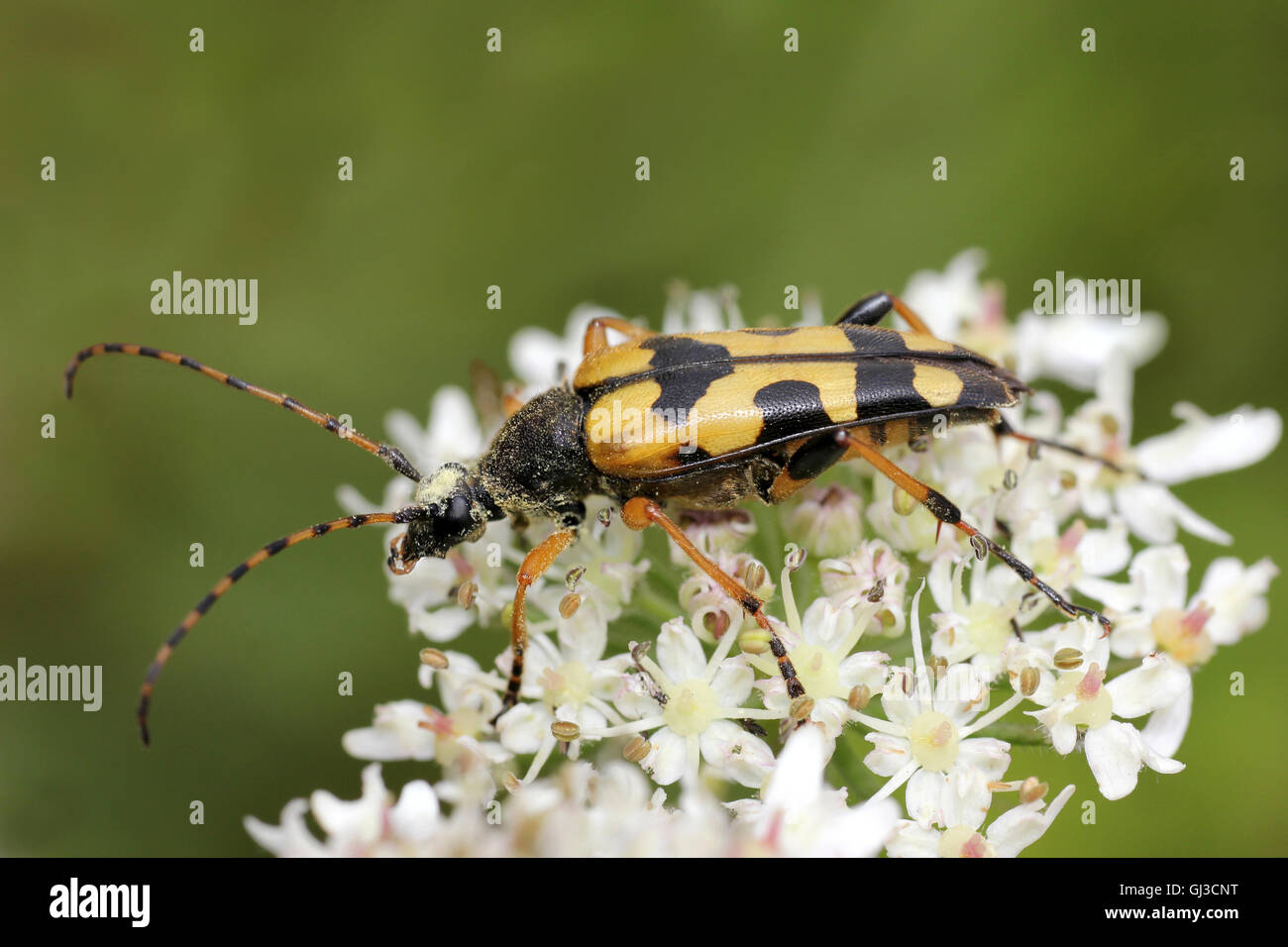 Beetle de Longhorn tacheté alias Harlequin Longhorn Leptura maculata Banque D'Images
