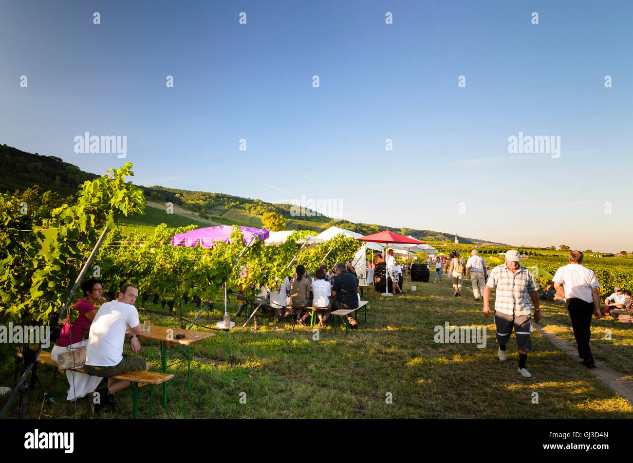 Gumpoldskirchen : fête du vin dans les vignobles, les gens, la vigne, l'Autriche, Niederösterreich, Autriche, Vienne, Wienerwald Banque D'Images