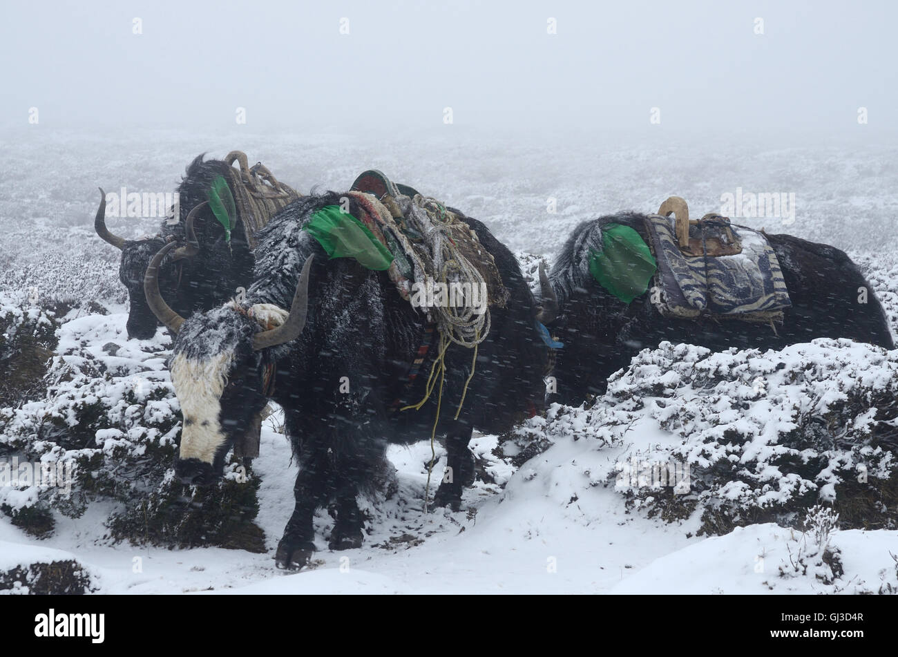 Caravane de yaks allant du Camp de base de l'Everest en blizzard, Népal, Himalaya, Chomolungma région Banque D'Images