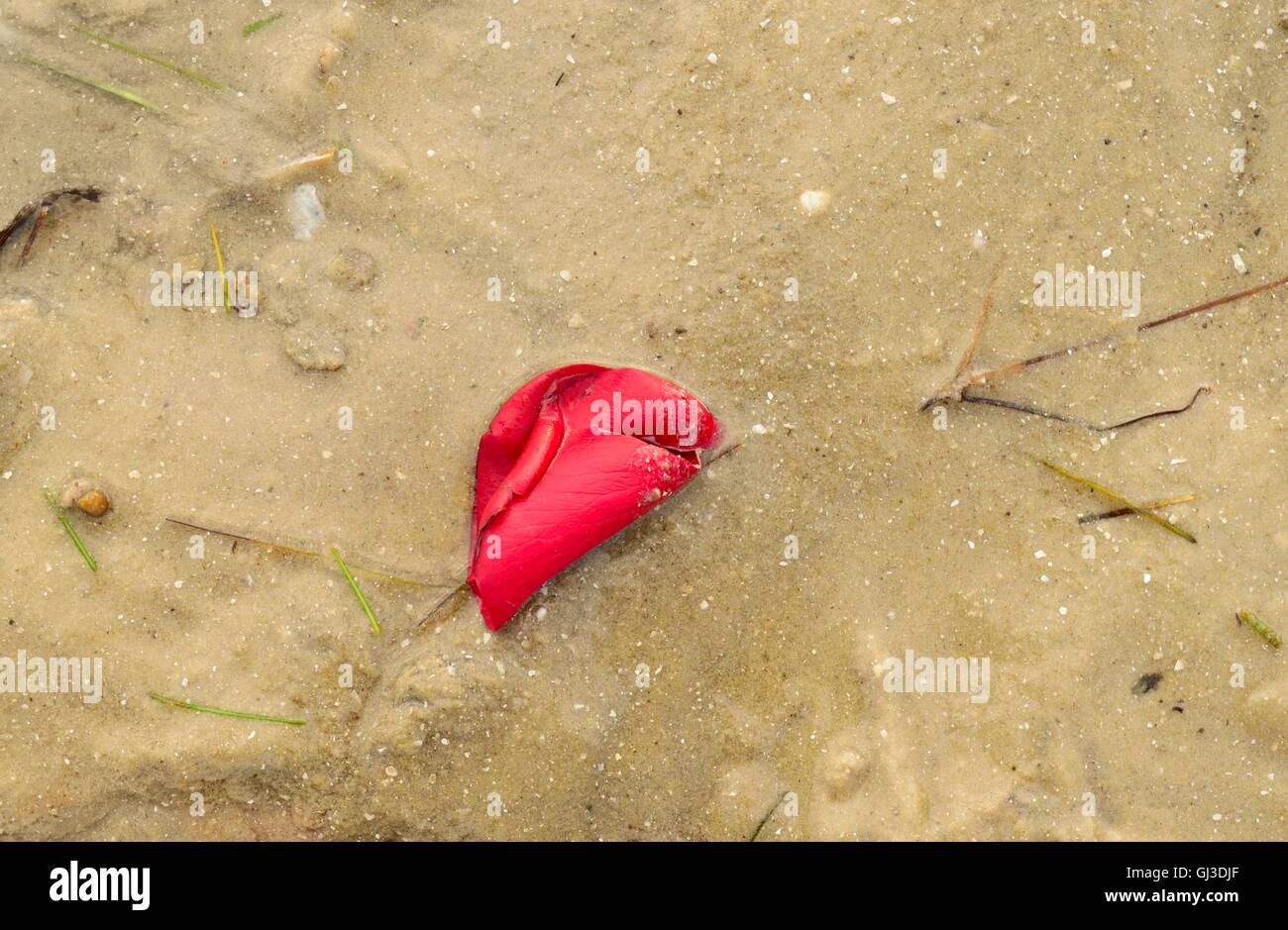 Un pétale de rose rouge unique échouée sur la plage avec l'herbe de la mer en Floride. Banque D'Images