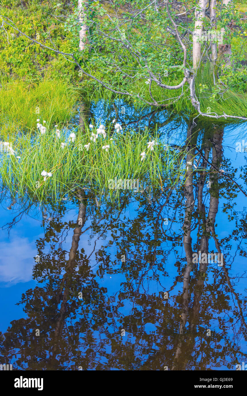 Les linaigrettes (Eriophorum) et le bouleau arbres se reflétant dans les eaux calmes, Norvège, Scandinavie Banque D'Images