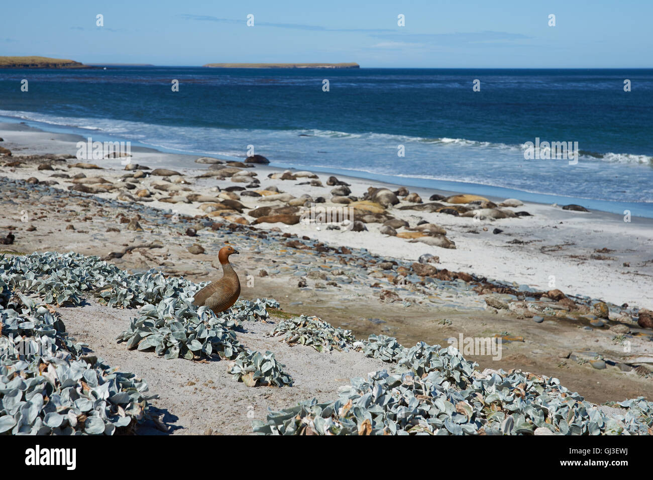 Tête Rousse Ruddy Chloephaga rubidiceps au-dessus d'un groupe d'Éléphant de mer du Sud sur l'Île Sealion dans les îles Falkland Banque D'Images