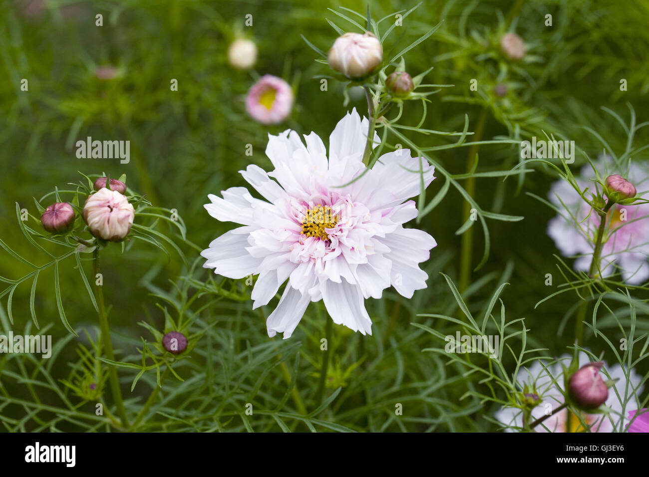 Cosmos bipinnatus 'angel' mixte Cliquez sur Série fleurs, Banque D'Images