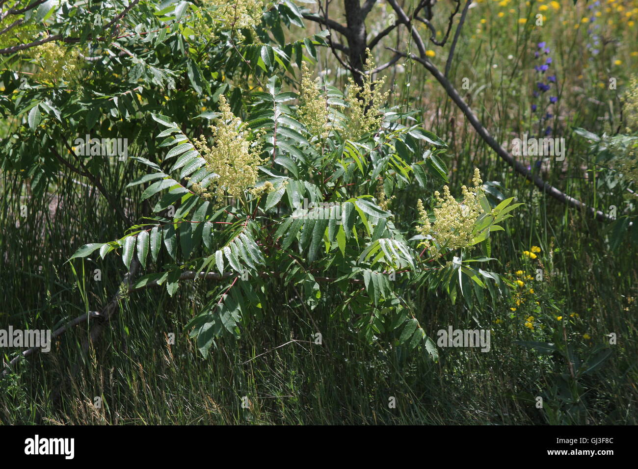 Fleur mâle vinaigrier au tout début de l'étape de la floraison au début de l'été, est un arbuste à feuilles caduques à petit arbre Banque D'Images