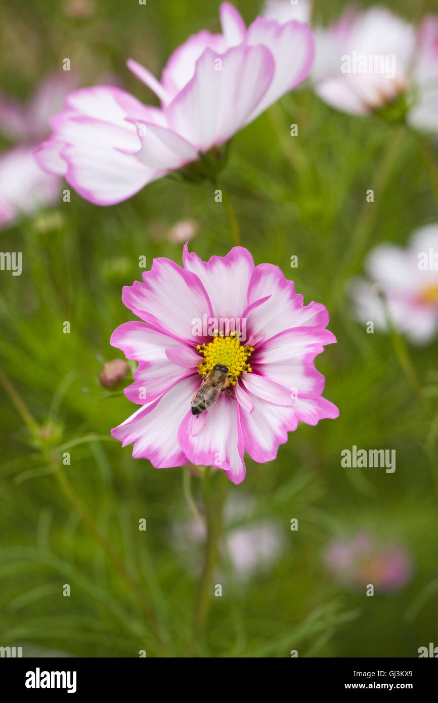 Abeille sur Cosmos bipinnatus 'Capriola' fleur. Banque D'Images