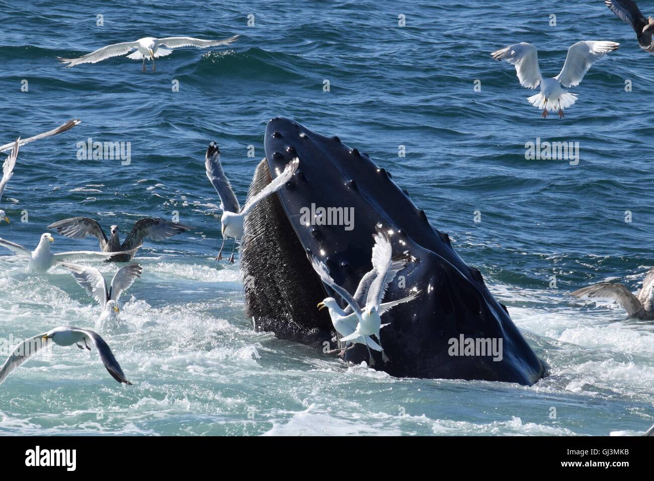 Baleine à bosse qui montre de plongée durant l'alimentation fluke Banque D'Images