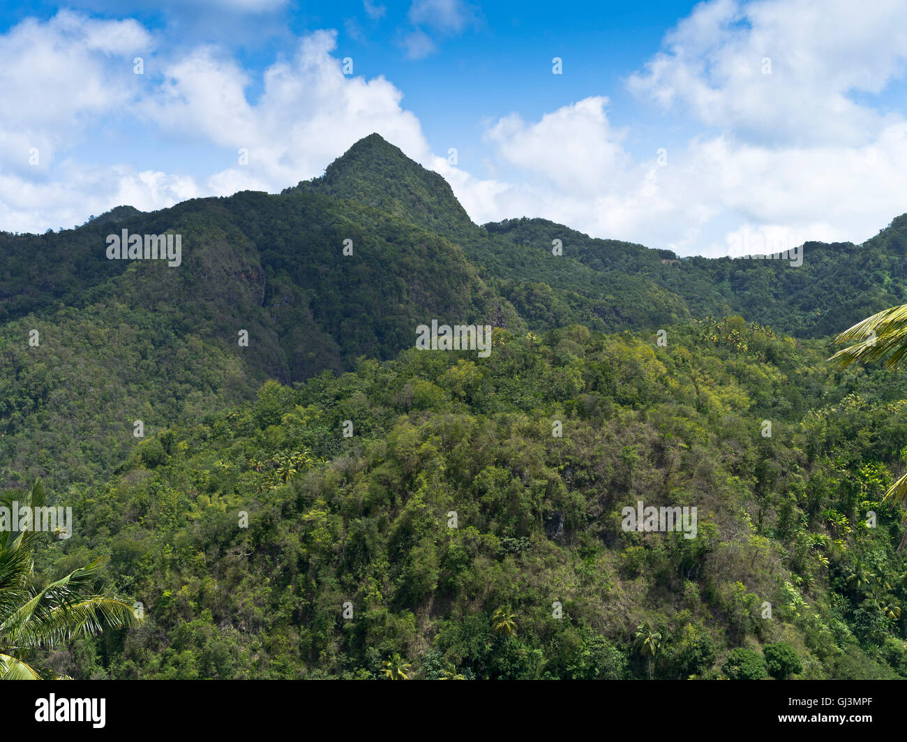 Dh ST LUCIA Caraïbes Caraïbes de montagnes et arbres de la forêt tropicale Banque D'Images