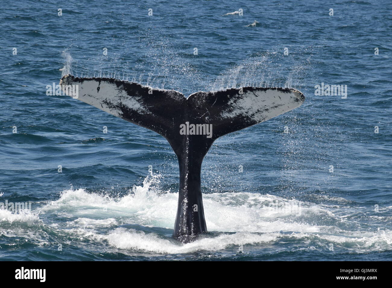 Les baleines à bosse au large de la côte du Massachusetts au cours dive montrant les flets Banque D'Images