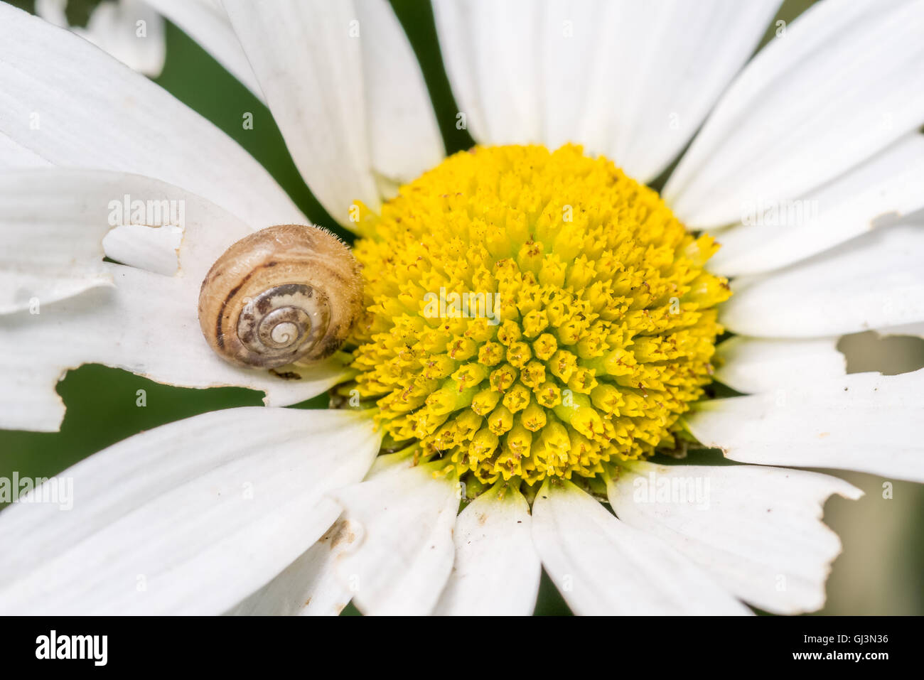 Sur un escargot et endommagé partiellement mangés marguerite blanche fleur Banque D'Images