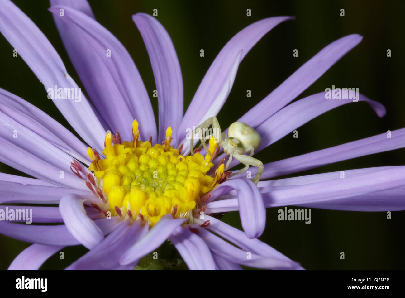 Araignée crabe (Misumena vatia) d'attente pour les proies sur Aster mauve fleur Banque D'Images