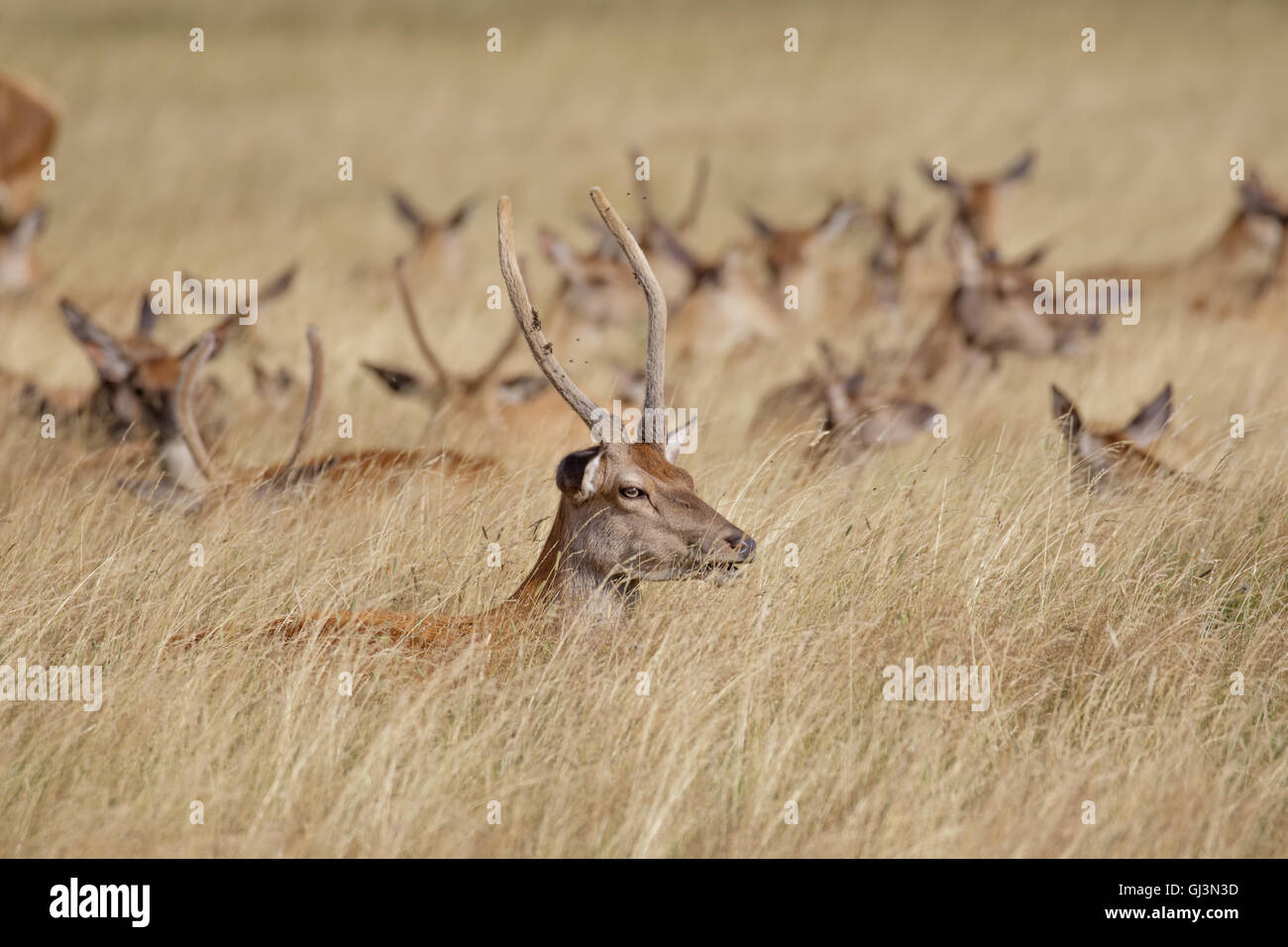 Les jeunes Red Deer cerf (Cervus elaphus) avec troupeau derrière dans les hautes herbes Banque D'Images