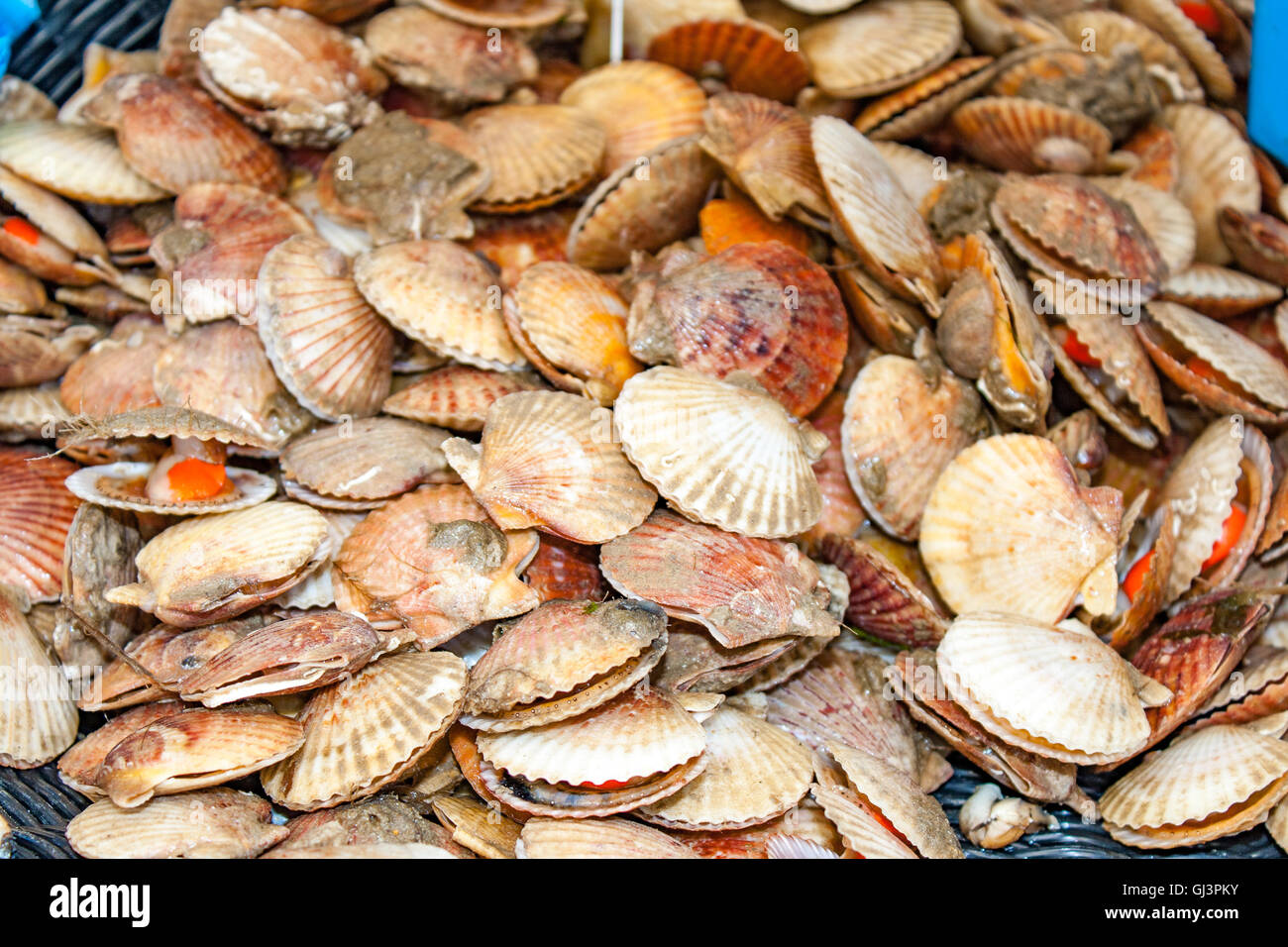 Pétoncles savoureux du marché aux poissons Banque D'Images