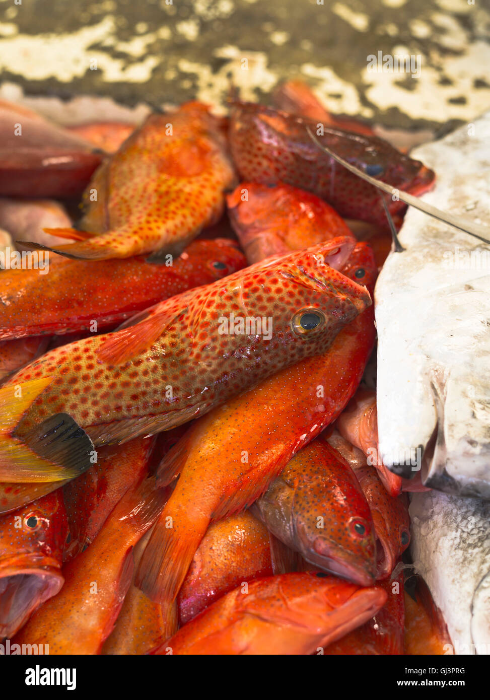 dh St George GRENADE marché DE poissons DES CARAÏBES vivaneau de poissons rouges près de la cabine Banque D'Images