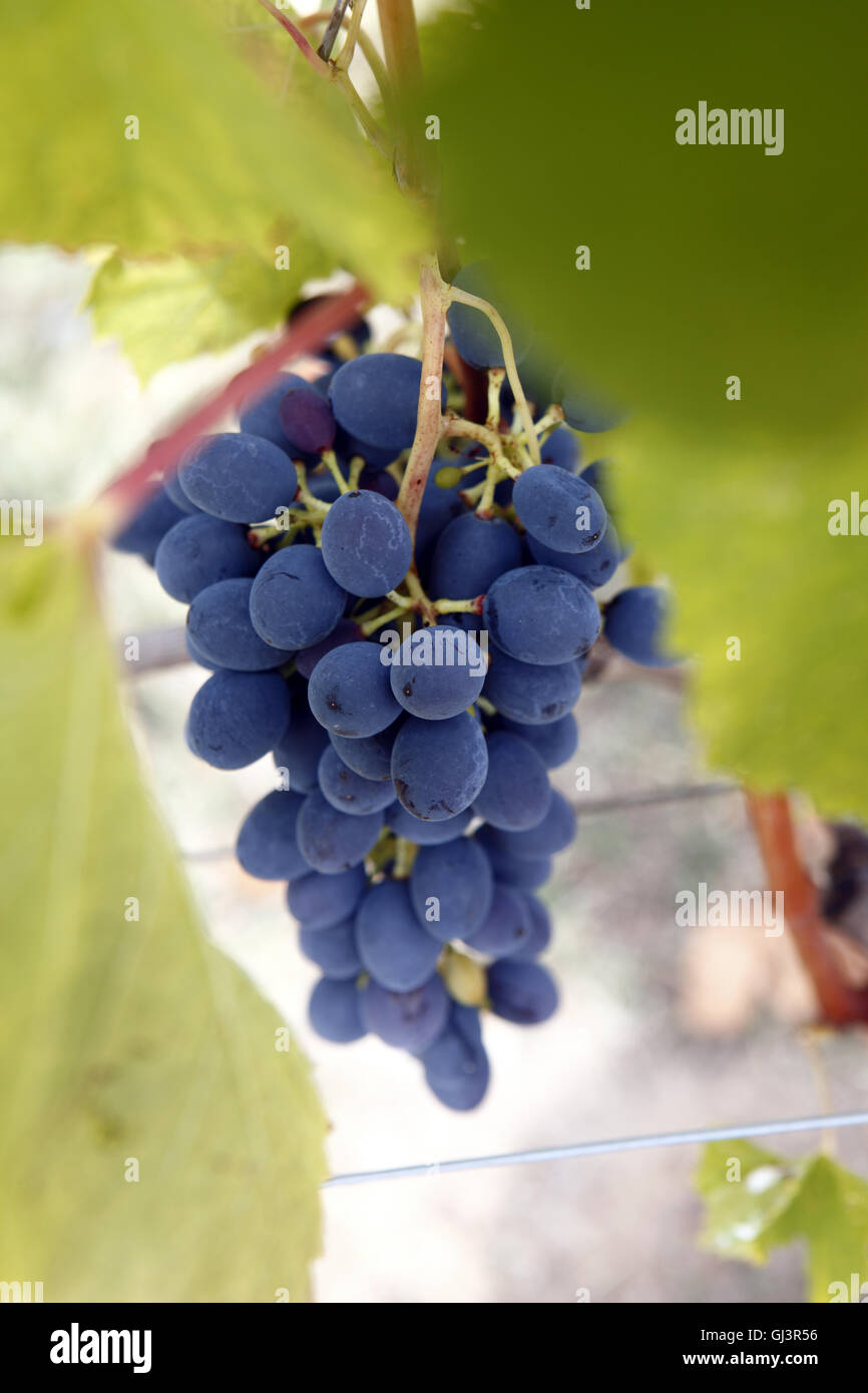 Biblia Chora Winery. La récolte des Mavrodafni cépage. Kavala, Grèce Banque D'Images