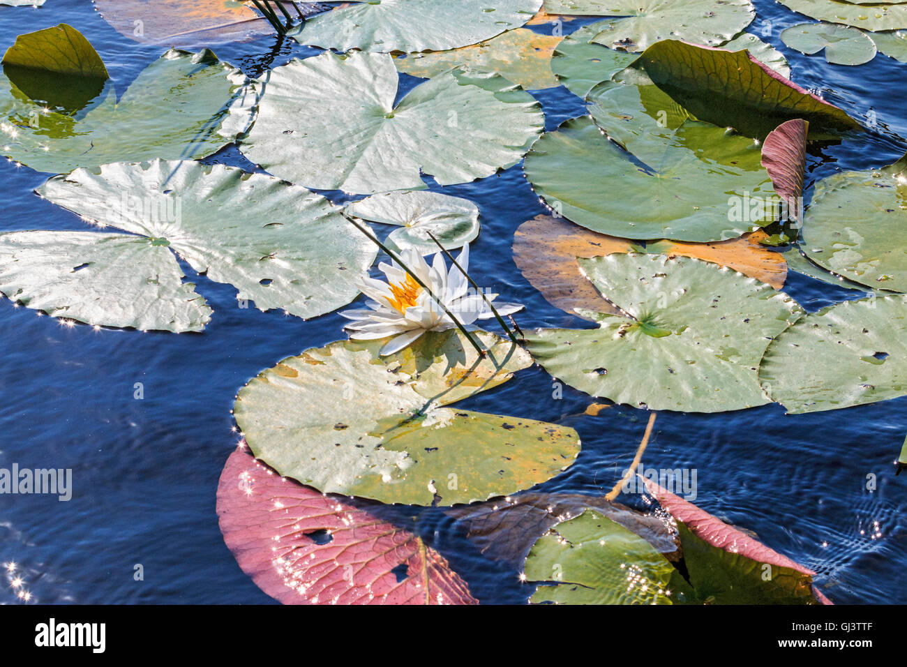 Nénuphar blanc ou blanc rose de l'eau est une plante aquatique qui pousse dans les grands étangs et lacs. Banque D'Images