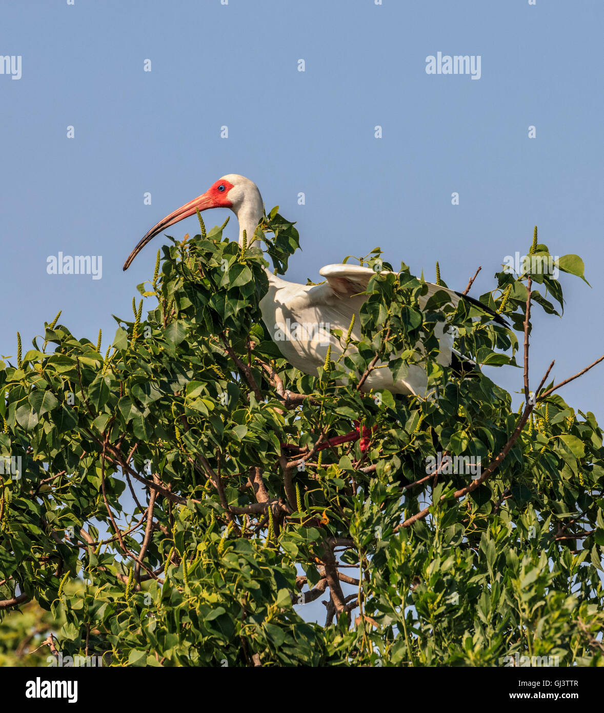 L' Ibis blancs américains dans un arbre. Banque D'Images