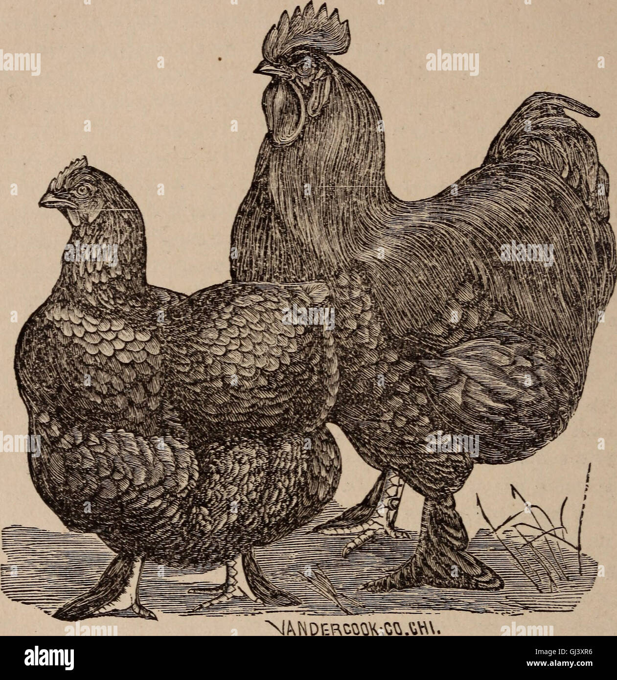 'The China Fowl' (1874) décrit les caractéristiques, l'élevage et les origines des poulets Shanghae, Cochin et Brahma, soulignant leur impact sur l'élevage avicole. Banque D'Images