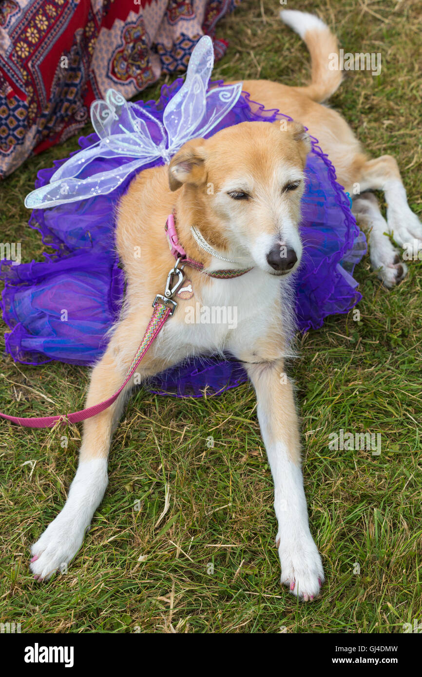 Burley, Hampshire, Royaume-Uni. 13e Août 2016. Lurcher chien habillé comme une fée portant des ailes et tutu mauve à la nouvelle forêt conte Festival à Burley en août. Credit : Carolyn Jenkins/Alamy Live News Banque D'Images