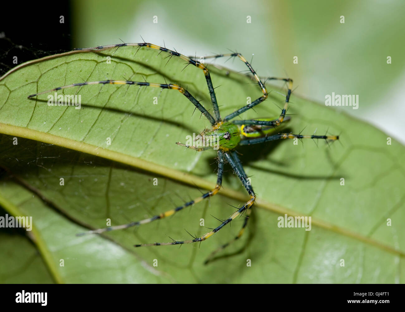 Vert Araignée Lynx malgache Peucetia madagascariensis Banque D'Images