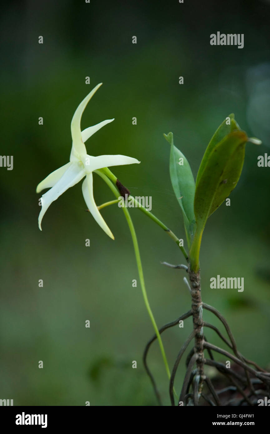 Orchid Angraecum sesquipedale Madagascar Banque D'Images