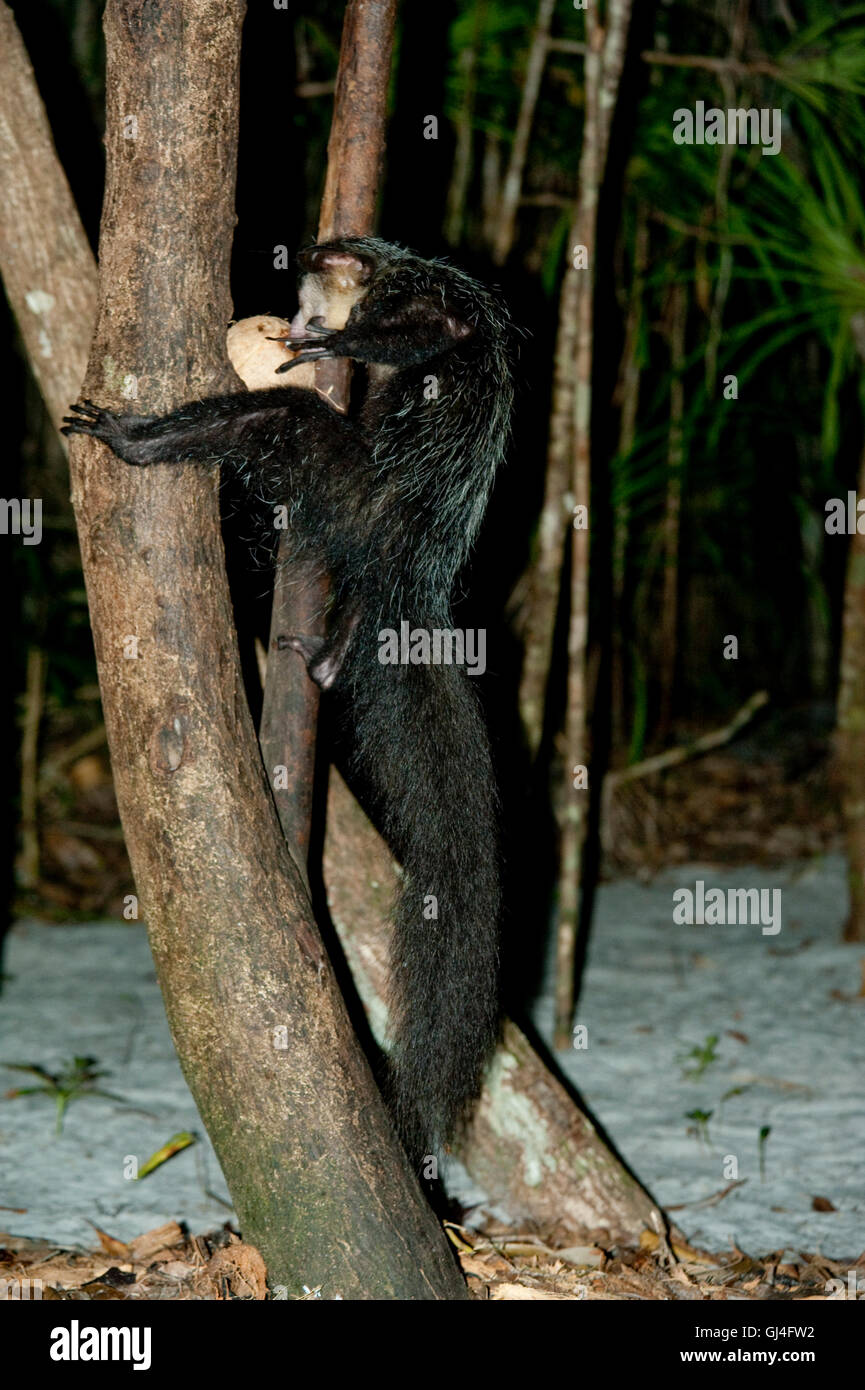 Aye-aye Daubentonia madagascariensis Banque D'Images