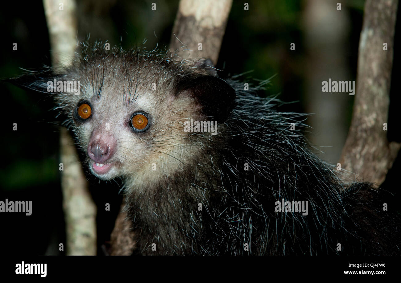 Aye-aye Daubentonia madagascariensis Banque D'Images