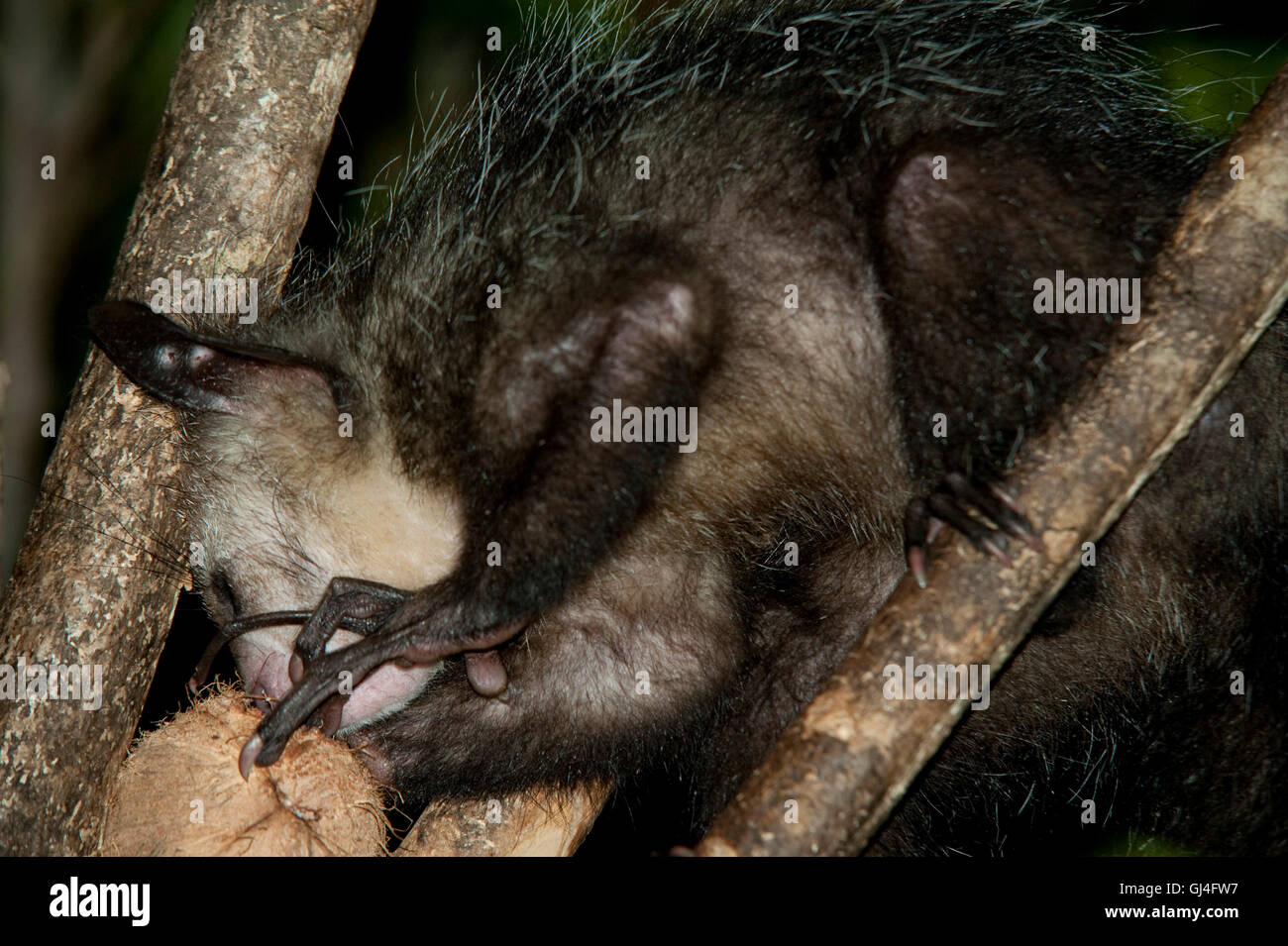 Aye-aye Daubentonia madagascariensis Banque D'Images