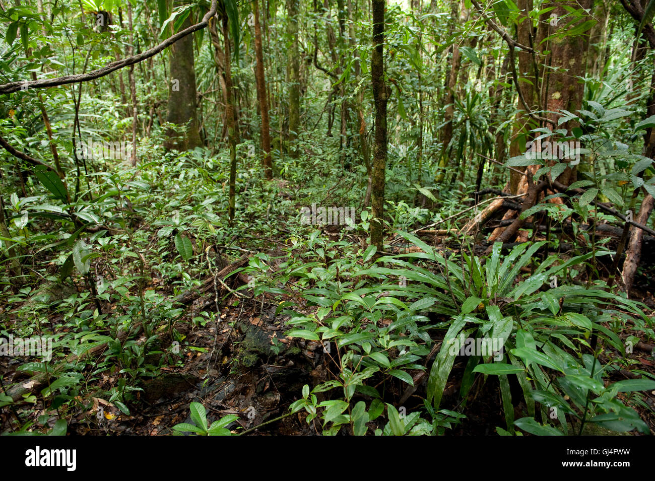 Forêt Tropicale Madagascar Banque D'Images