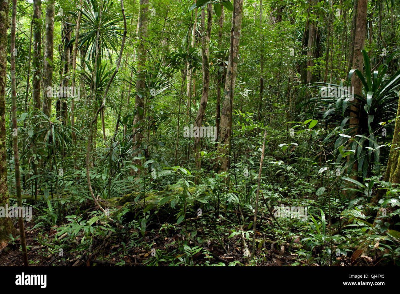 Forêt Tropicale Madagascar Banque D'Images