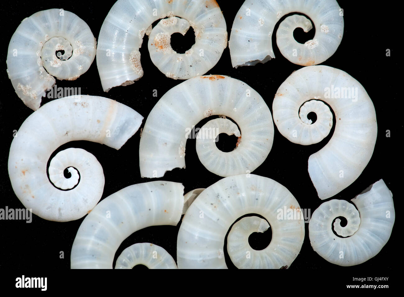 Corne de bélier Shell Spirula spirula Madagascar Banque D'Images