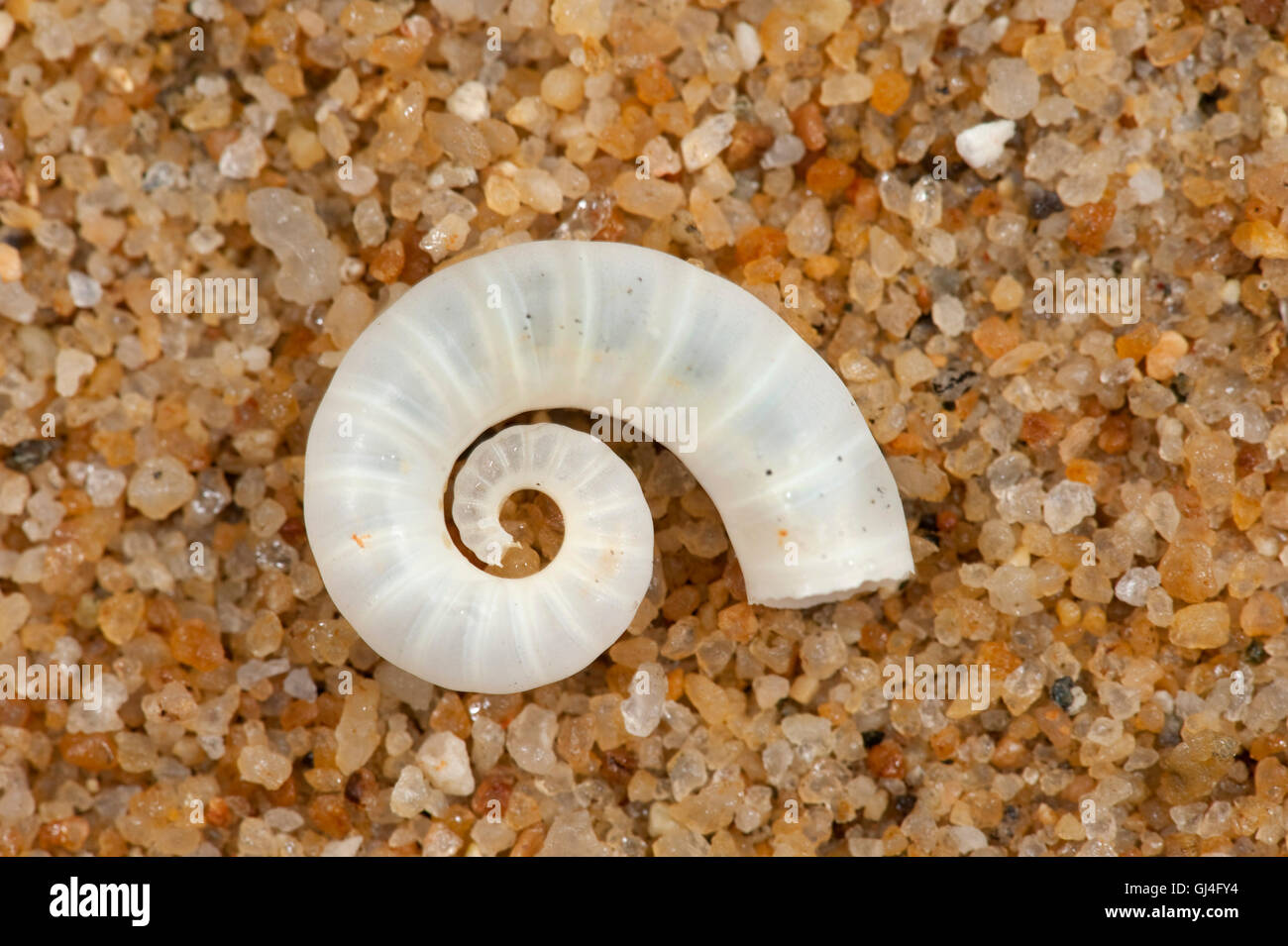 Corne de bélier Shell Spirula spirula Madagascar Banque D'Images