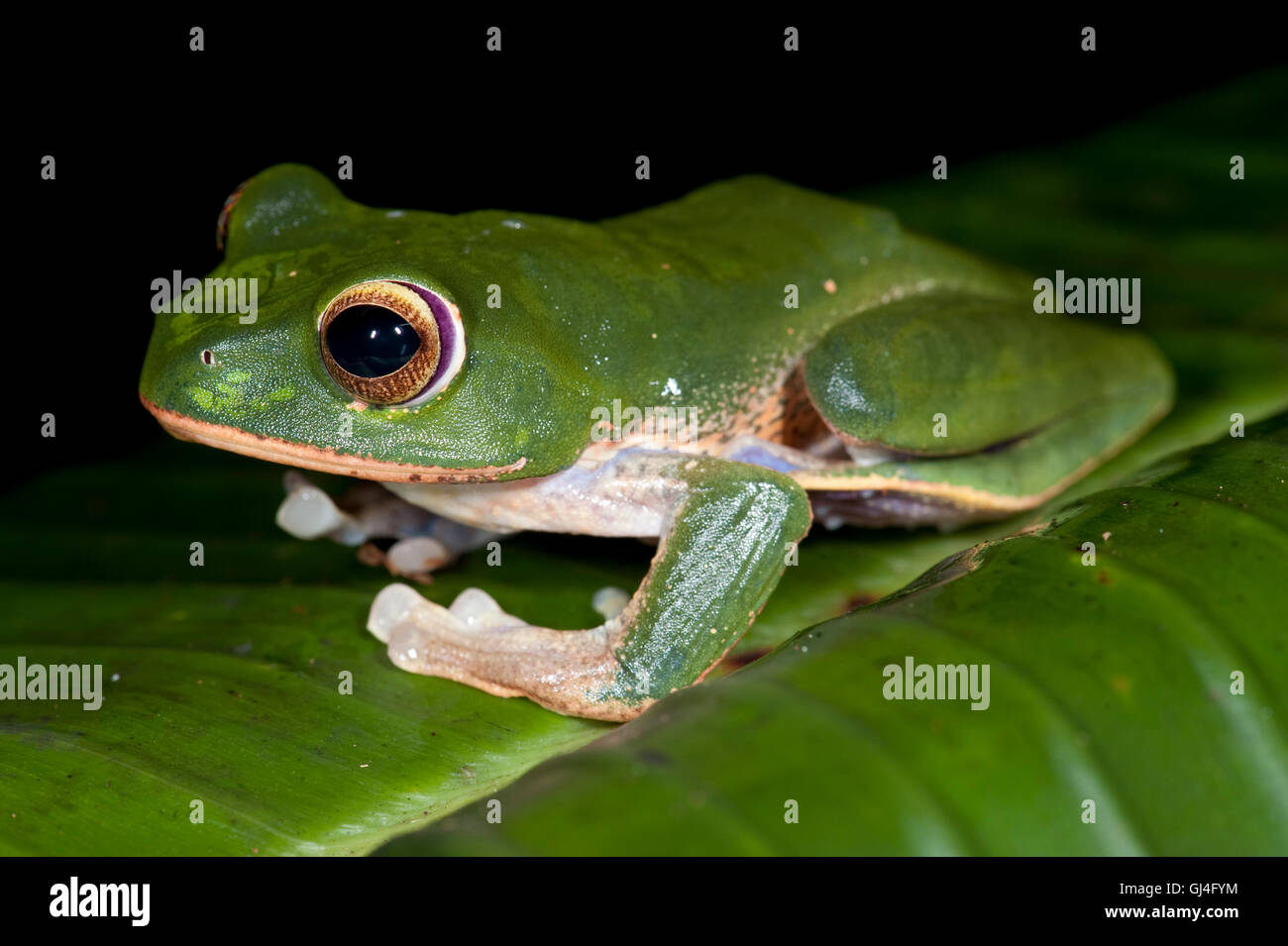 Brillant Lèvres blanches Boophis albilabris grenouille aux yeux bleus Banque D'Images